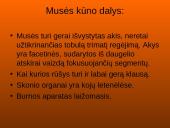 Musės kūno dalys, nauda 5 puslapis