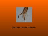 Musės kūno dalys, nauda 6 puslapis