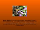 Musės kūno dalys, nauda 9 puslapis