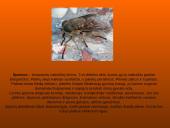 Musės kūno dalys, nauda 10 puslapis