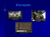 Narkotikai, narkomanai, narkotikų sukeliamos ligos 13 puslapis