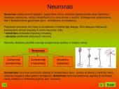 Nervinis organizmo veiklos reguliavimas. Nervų sistemos evoliucija 11 puslapis