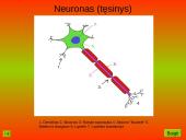 Nervinis organizmo veiklos reguliavimas. Nervų sistemos evoliucija 12 puslapis