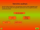 Nervinis organizmo veiklos reguliavimas. Nervų sistemos evoliucija 13 puslapis