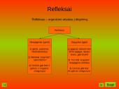 Nervinis organizmo veiklos reguliavimas. Nervų sistemos evoliucija 14 puslapis