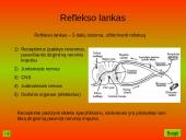 Nervinis organizmo veiklos reguliavimas. Nervų sistemos evoliucija 15 puslapis