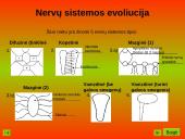 Nervinis organizmo veiklos reguliavimas. Nervų sistemos evoliucija 16 puslapis