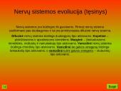 Nervinis organizmo veiklos reguliavimas. Nervų sistemos evoliucija 17 puslapis