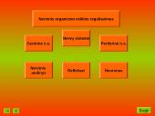 Nervinis organizmo veiklos reguliavimas. Nervų sistemos evoliucija 3 puslapis