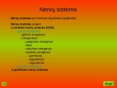Nervinis organizmo veiklos reguliavimas. Nervų sistemos evoliucija 5 puslapis