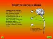 Nervinis organizmo veiklos reguliavimas. Nervų sistemos evoliucija 6 puslapis