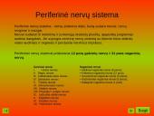 Nervinis organizmo veiklos reguliavimas. Nervų sistemos evoliucija 7 puslapis