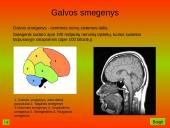 Nervinis organizmo veiklos reguliavimas. Nervų sistemos evoliucija 9 puslapis