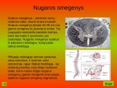 Nervinis organizmo veiklos reguliavimas. Nervų sistemos evoliucija 10 puslapis