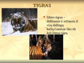 Nykstantys gyvūnai 2 puslapis