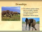 Nykstantys gyvūnai 11 puslapis