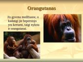 Nykstantys gyvūnai 12 puslapis