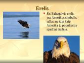 Nykstantys gyvūnai 13 puslapis