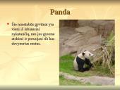 Nykstantys gyvūnai 14 puslapis