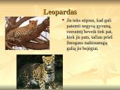 Nykstantys gyvūnai 4 puslapis