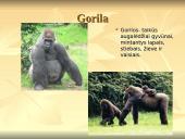 Nykstantys gyvūnai 6 puslapis