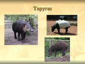 Nykstantys gyvūnai 7 puslapis