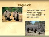 Nykstantys gyvūnai 8 puslapis