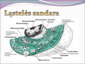 Žmogaus raida nuo ląstelės iki organizmo 2 puslapis