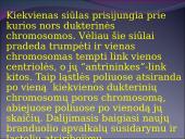 Žmogaus raida nuo ląstelės iki organizmo 11 puslapis