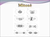 Žmogaus raida nuo ląstelės iki organizmo 12 puslapis