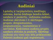 Žmogaus raida nuo ląstelės iki organizmo 13 puslapis