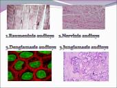 Žmogaus raida nuo ląstelės iki organizmo 14 puslapis