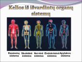 Žmogaus raida nuo ląstelės iki organizmo 16 puslapis