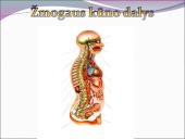 Žmogaus raida nuo ląstelės iki organizmo 18 puslapis