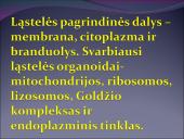 Žmogaus raida nuo ląstelės iki organizmo 3 puslapis
