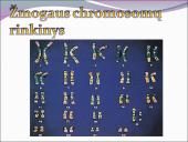 Žmogaus raida nuo ląstelės iki organizmo 4 puslapis