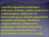Žmogaus raida nuo ląstelės iki organizmo 7 puslapis