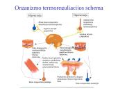Organizmo adaptacija ir fizinis darbingumas įvairiomis įšorinės aplinkos sąlygomis 17 puslapis