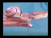 Organizmų judėjimas ir atrama 14 puslapis