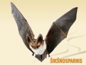 Organizmų judėjimas ir atrama 17 puslapis