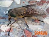 Organizmų judėjimas ir atrama 18 puslapis