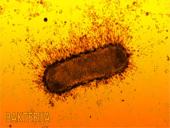 Organizmų judėjimas ir atrama 3 puslapis