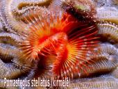 Organizmų judėjimas ir atrama 5 puslapis