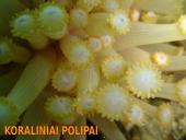 Organizmų judėjimas ir atrama 7 puslapis