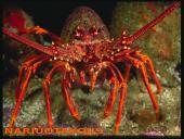 Organizmų judėjimas ir atrama 8 puslapis