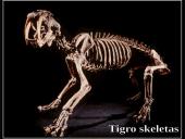 Organizmų judėjimas ir atrama 10 puslapis