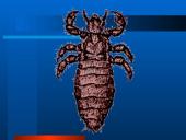 Parazitiniai vabzdžiai 3 puslapis