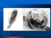 Parazitiniai vabzdžiai 6 puslapis