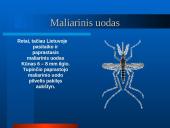 Parazitiniai vabzdžiai 7 puslapis