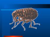 Parazitiniai vabzdžiai 9 puslapis